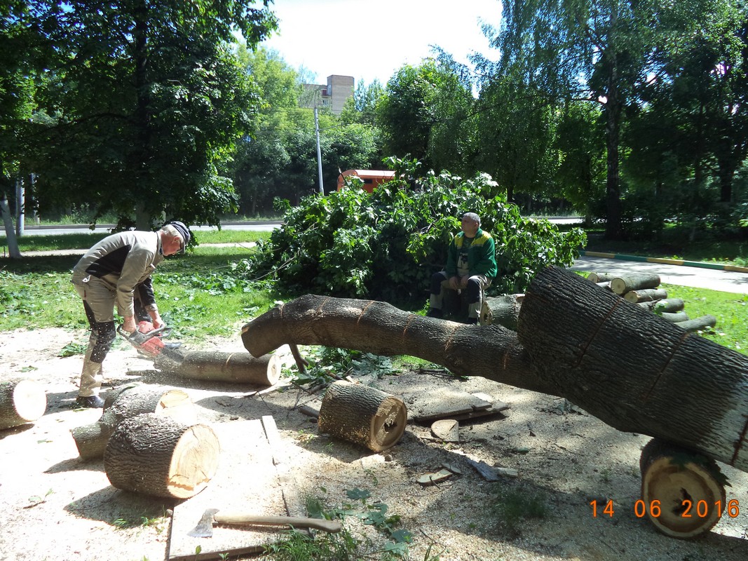 Продолжаются работы по опиловке деревьев 15.06.2016
