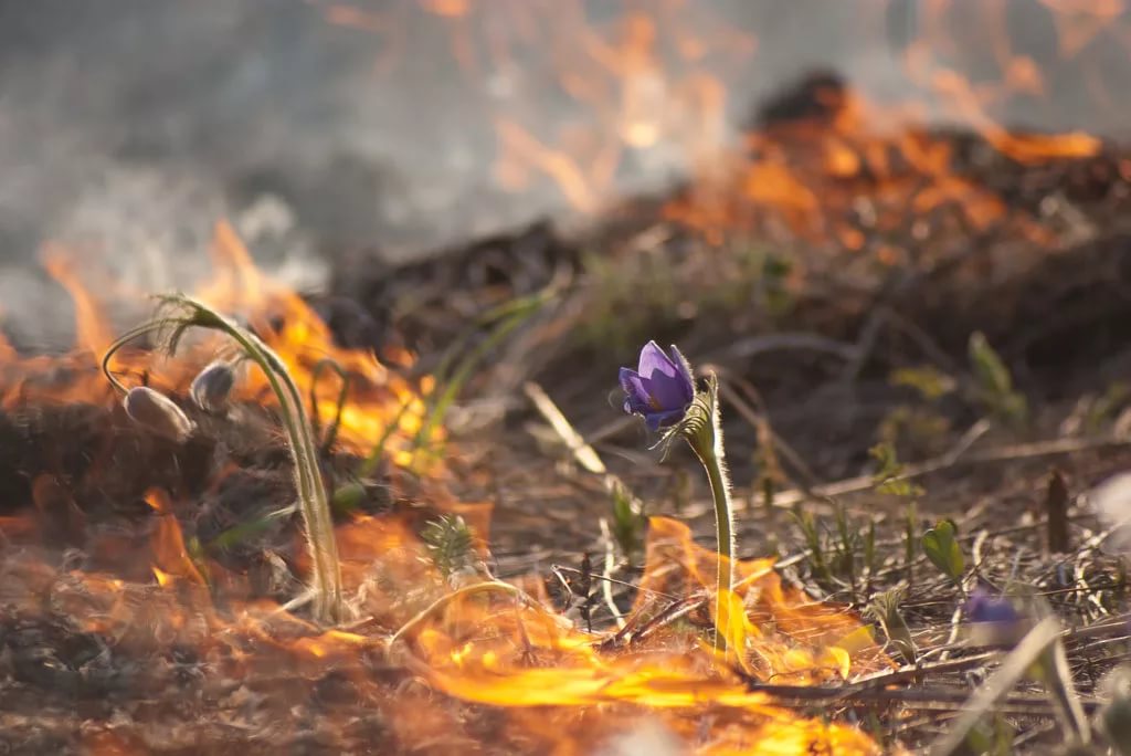 Рязанцам напоминают о недопустимости бесконтрольного пала сухой травы, разведения костров и сжигания мусора 16.04.2019