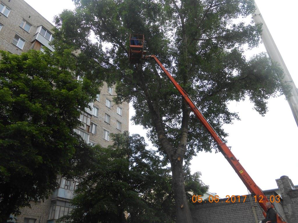 В Советском районе продолжаются работы по санитарной обрезке деревьев 05.06.2017