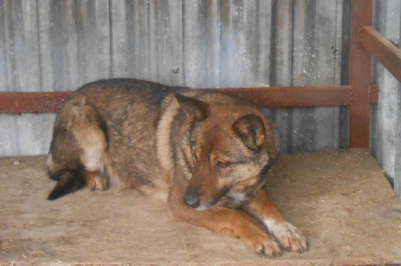 Проведен рейд по отлову бродячих собак в Солотче 11.09.2019