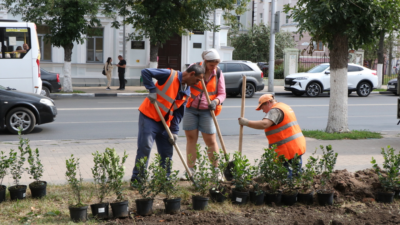 В Педагогическом сквере высадили декоративные деревья и кустарники