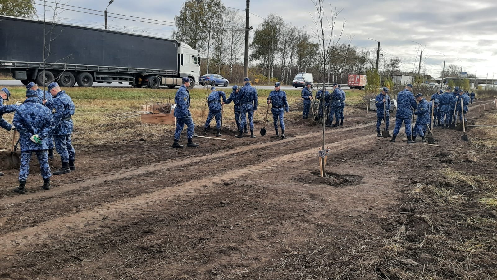 На Московском шоссе продолжилась высадка деревьев