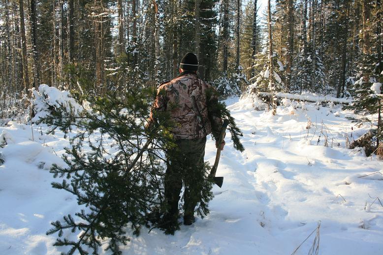 Солотчинское лесничество предупреждает об ответственности за незаконную вырубку новогодних елей и сосен