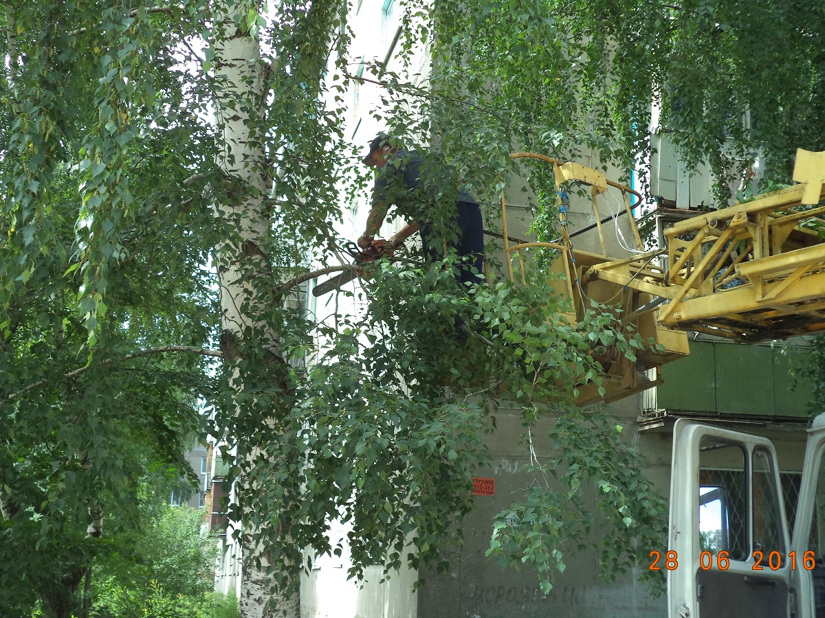 В Московском районе продолжаются работы по опиловке деревьев 29.06.2016