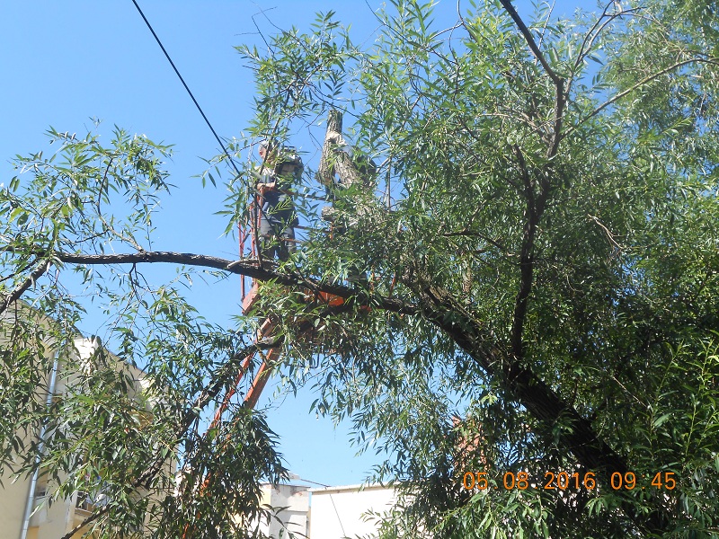 Продолжаются работы по санитарной обрезке деревьев 10.08.2016