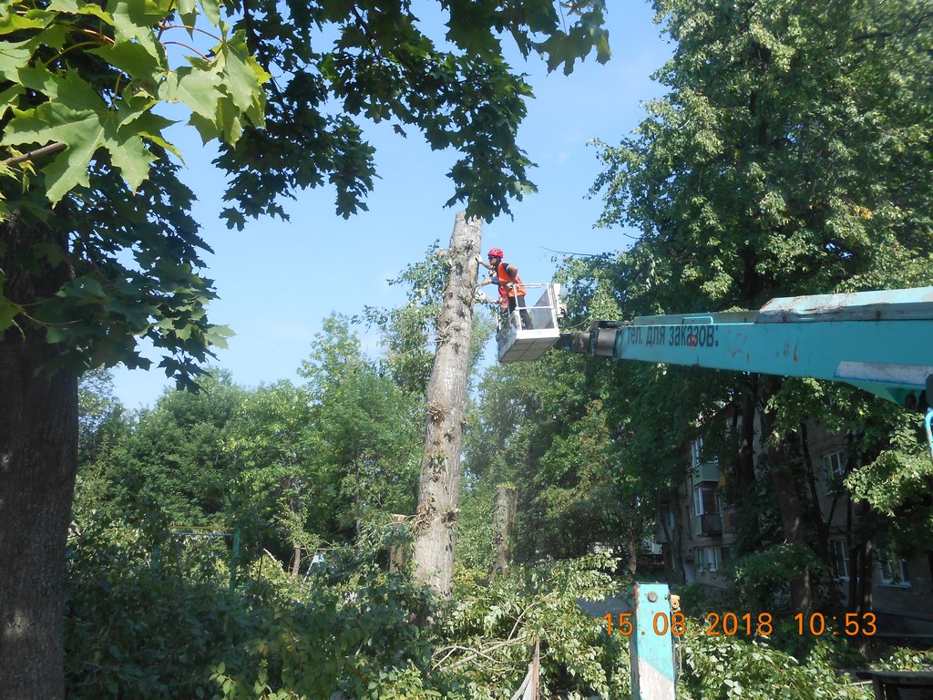 Продолжаются работы по обрезке и сносу аварийных деревьев 15.08.2018