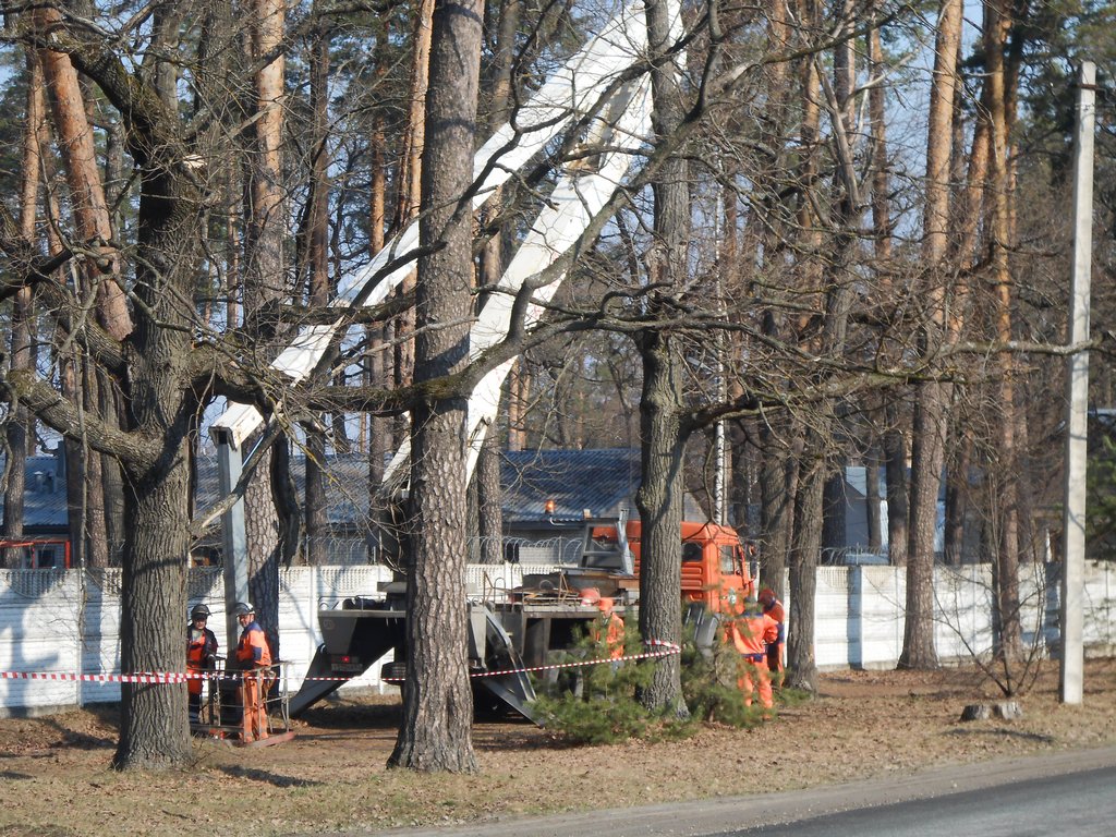 В Солотче проводятся работы по сносу аварийных сосен 18.04.2018