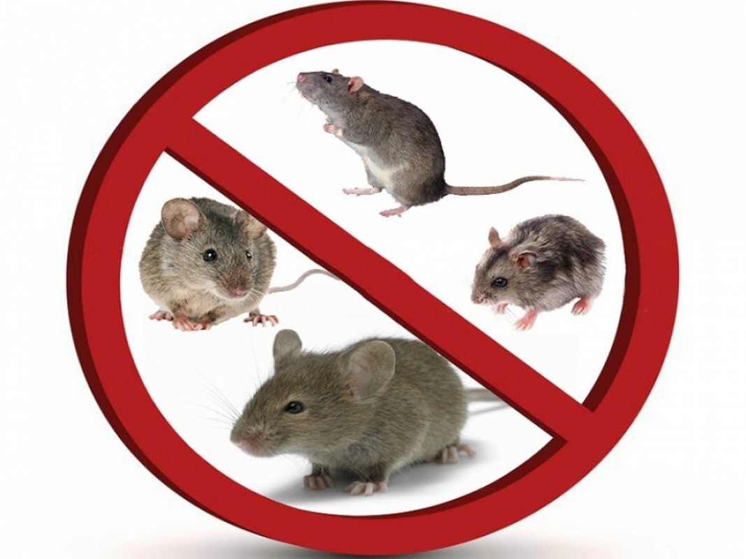 Из всех грызунов наибольший вред причиняют людям крысы и мыши. 19.09.2023